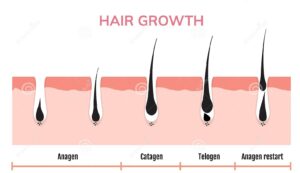 Hình ảnh vòng đời phát triển của tóc