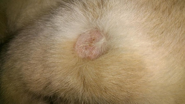 Nấm ở mèo là một trong những nguồn lây lan viêm nang lông