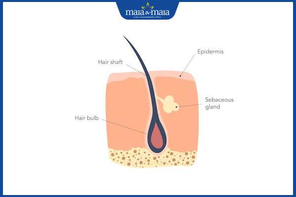cấu trúc của nang tóc