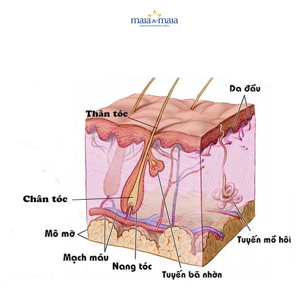 Cấu trúc của nang tóc