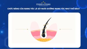 chức năng của nang tóc