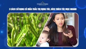 cỏ mần trầu trị rụng tóc