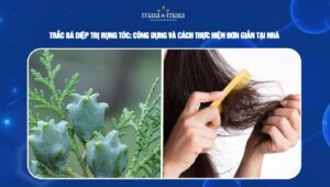 trắc bá diệp trị rụng tóc