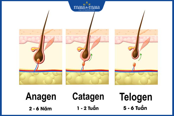 chu kỳ mọc tóc