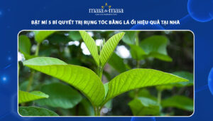 trị rụng tóc bằng lá ổi