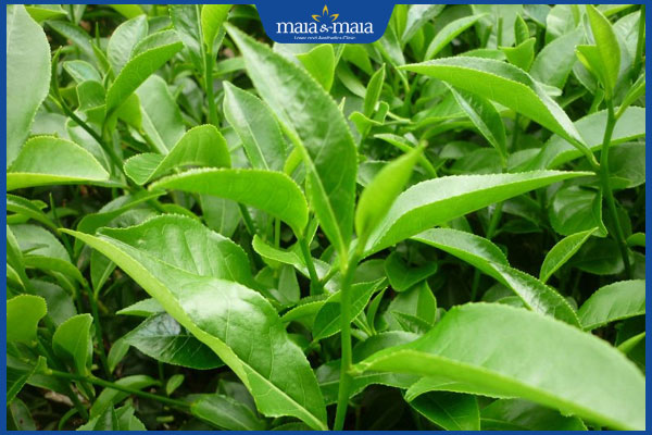 Đánh bay mụn bọc ở mũi bị chai lấy lại làn da mịn màng 3 dùng lá trà xanh chữa mụn bọc đầu mũi