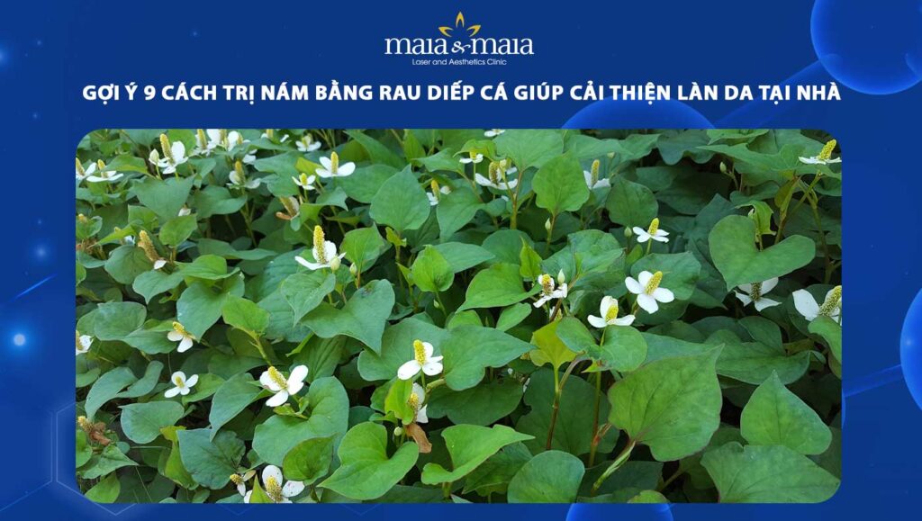 cách trị nám bằng rau diếp cá