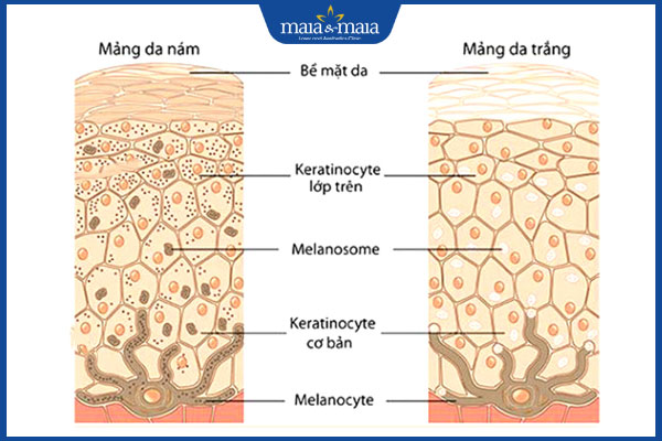 cấu tạo da nám