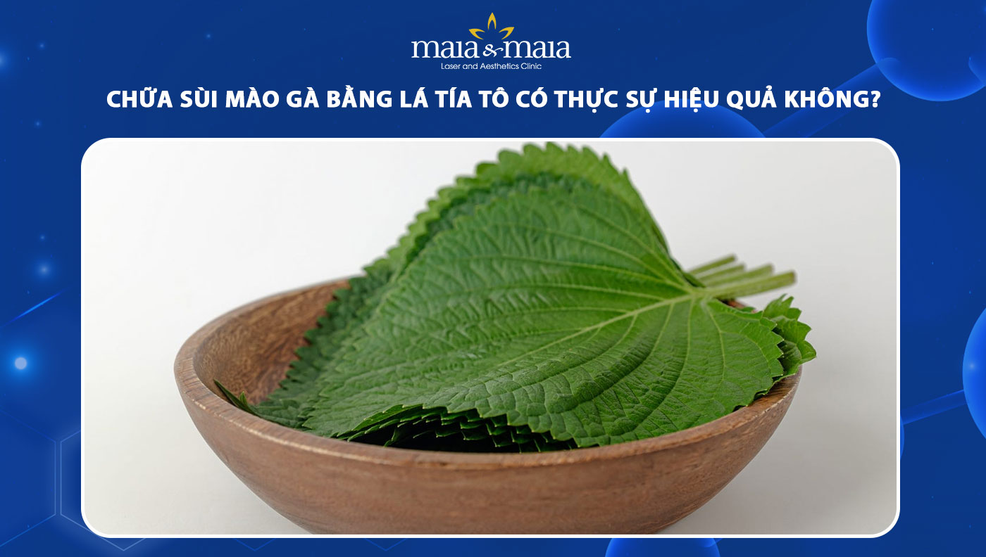 Lá Tía Tô Trị Sùi Mào Gà: Phương Pháp Tự Nhiên Và Những Điều Cần Biết