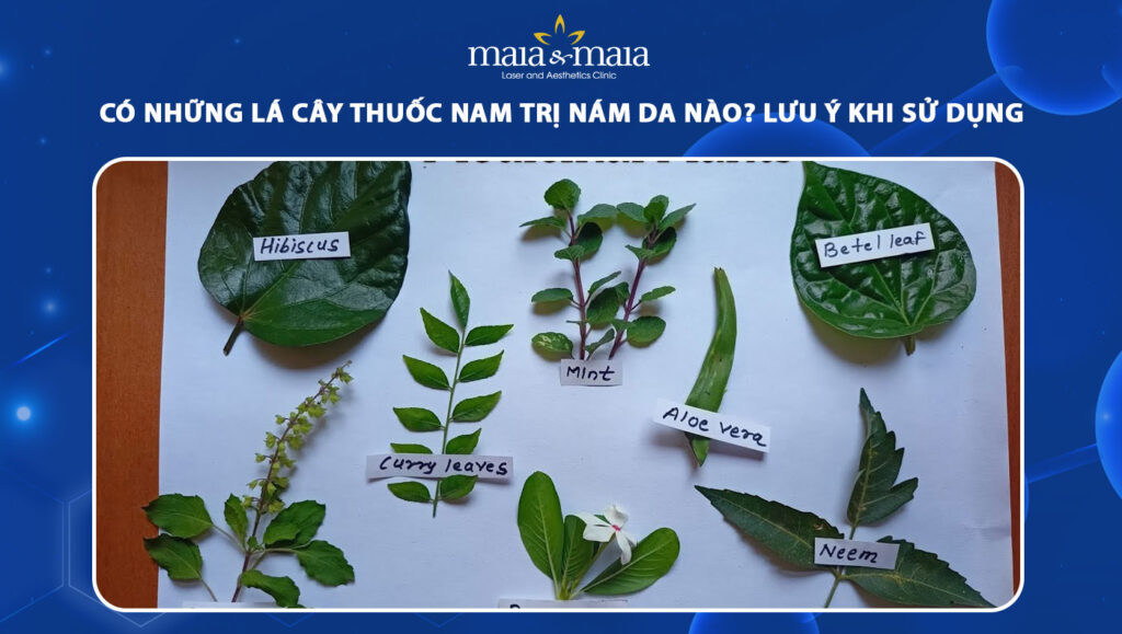 lá cây thuốc nam trị nám da