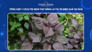 trị mụn thịt bằng lá tía tô