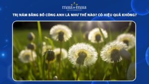 trị nám bằng bồ công anh