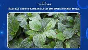 trị nám bằng lá lốt