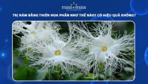 trị nám bằng thiên hoa phấn