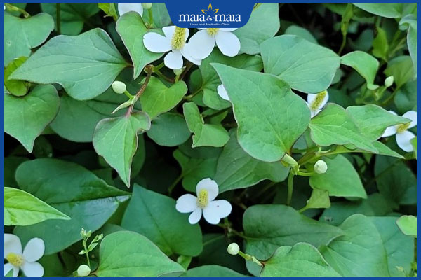 chọn diếp cá tươi