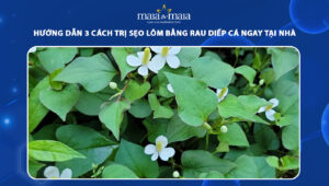 trị sẹo lõm bằng rau diếp cá