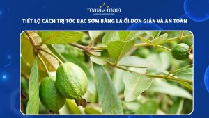 cách trị tóc bạc sớm bằng lá ổi