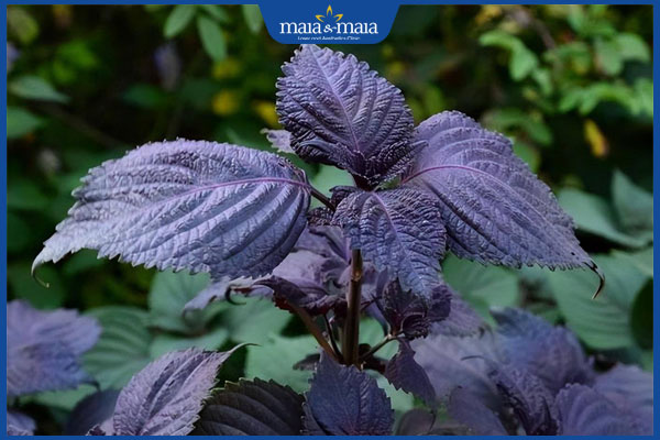 công dụng của tía tô