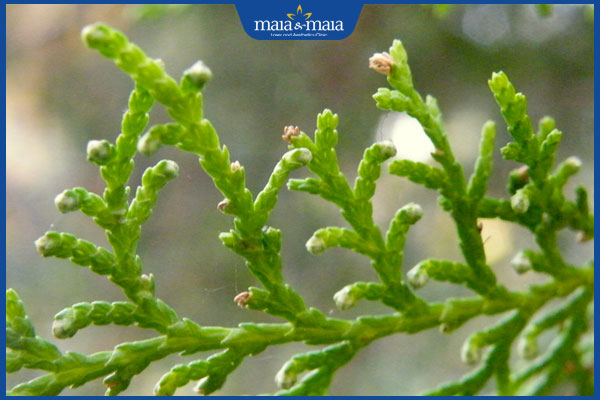 Tham khảo ngay 12 bài thuốc Đông y trị rụng tóc tại nhà 4 lá trắc bách diệp