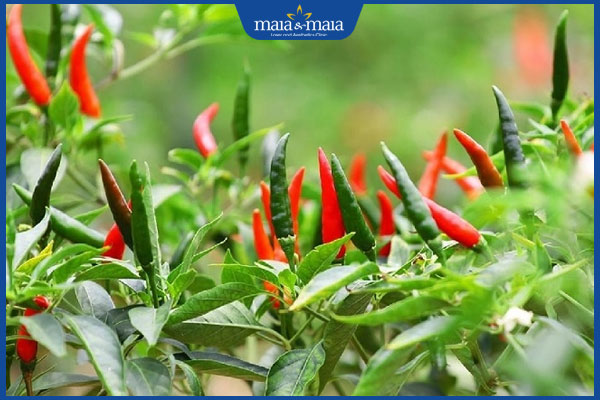 Tham khảo ngay 12 bài thuốc Đông y trị rụng tóc tại nhà 7 ớt chỉ thiên