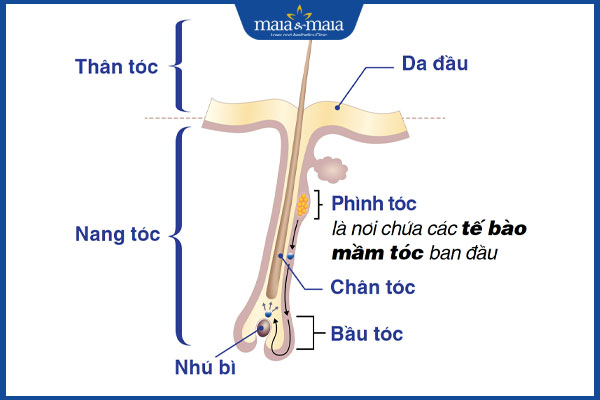 tế bào mầm tóc