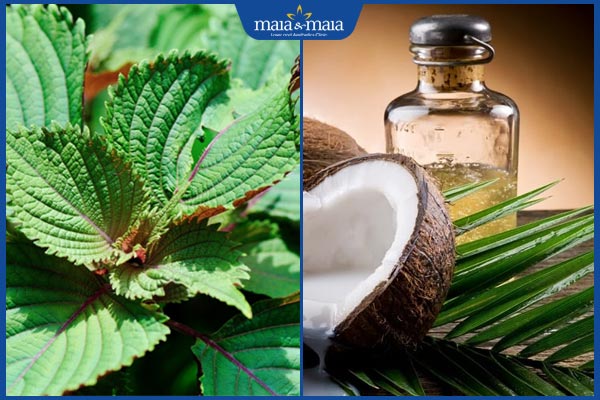 tía tô và dầu dừa