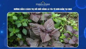 trị đồi mồi bằng lá tía tô