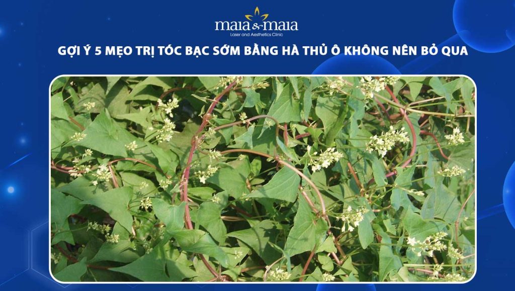 Gợi ý 5 mẹo trị tóc bạc sớm bằng hà thủ ô không nên bỏ qua 1 trị tóc bạc sớm bằng hà thủ ô