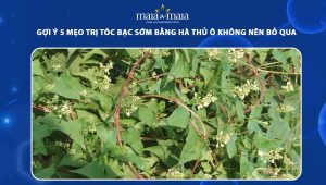 trị tóc bạc sớm bằng hà thủ ô