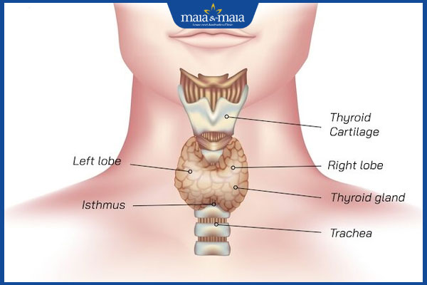 Tuyến giáp gây rụng tóc không? Cách chẩn đoán và điều trị 2 tuyến giáp