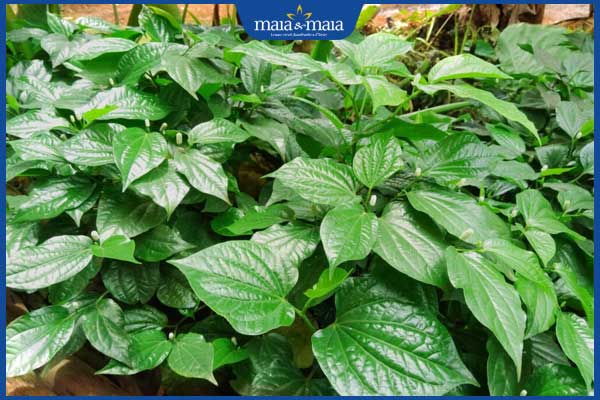 Gợi ý 4 cách chữa dị ứng thời tiết bằng lá lốt và các lưu ý 2 công dụng của lá lốt