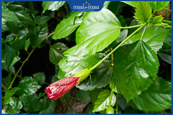 đắp lá dâm bụt chữa mụn nhọt