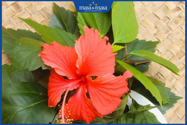 hiệu quả từ lá dâm bụt