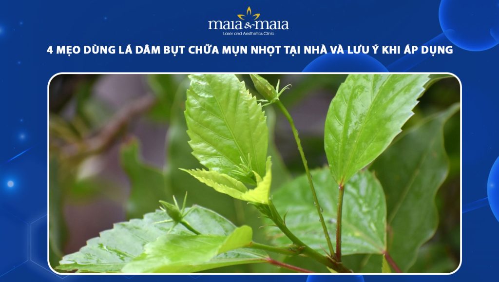 lá dâm bụt chữa mụn nhọt