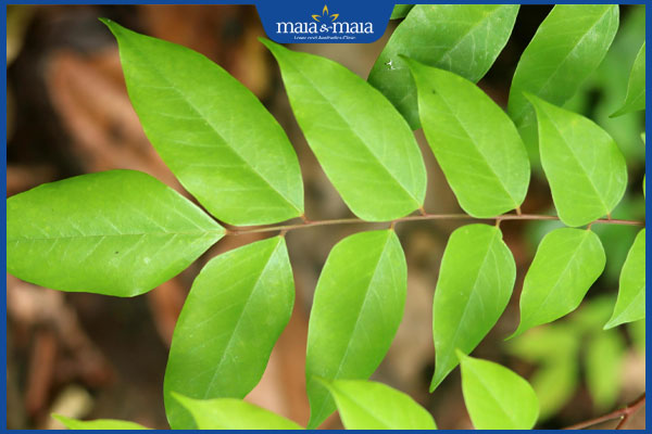 Bật mí 5 cách chữa viêm da cơ địa bằng lá khế nên biết 2 lá khế