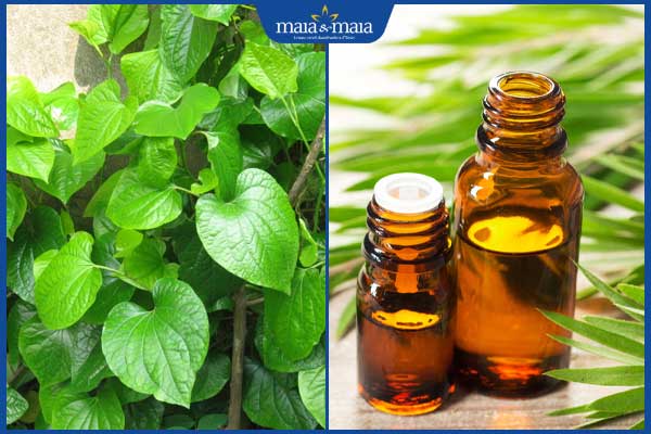 lá lốt và tinh dầu tràm trà
