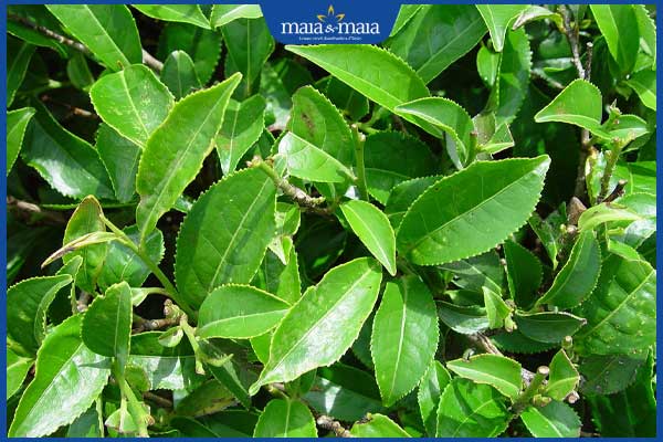 Gợi ý 11 công thức trị mụn bằng chè xanh an toàn, đơn giản 2 lá trà xanh