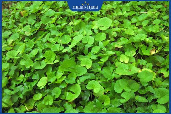 TOP 8 cách trị mụn bằng rau má cực đơn giản tại nhà 7 lợi ích của rau má