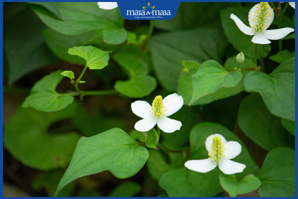 Bỏ túi 8 mẹo trị mụn lưng bằng rau diếp cá ngay tại nhà 2 lợi ích từ rau diếp cá