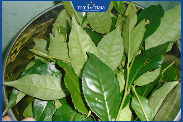 Gợi ý 11 công thức trị mụn bằng chè xanh an toàn, đơn giản 4 nấu là trà xanh xông hơi