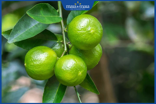 Gợi ý 6 công thức trị mụn bằng chanh cho làn da không tì vết 2 quả chanh