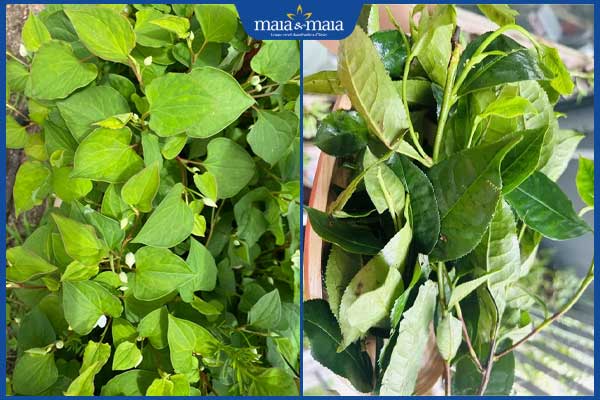 10 cách trị mụn bằng rau diếp cá nhanh chóng và hiệu quả 6 rau diếp cá và lá trà xanh