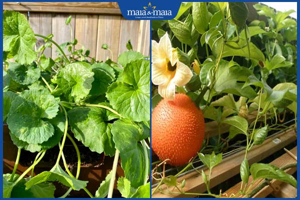 TOP 8 cách trị mụn bằng rau má cực đơn giản tại nhà 6 rau má và lá gấc