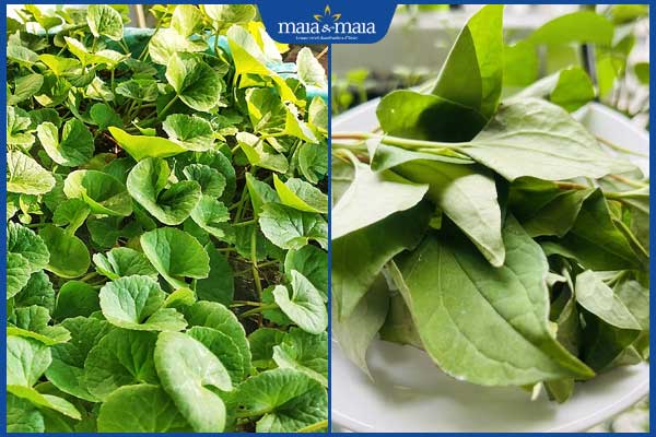 TOP 8 cách trị mụn bằng rau má cực đơn giản tại nhà 5 rau má và rau diếp cá