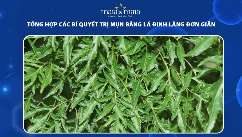 trị mụn bằng lá đinh lăng