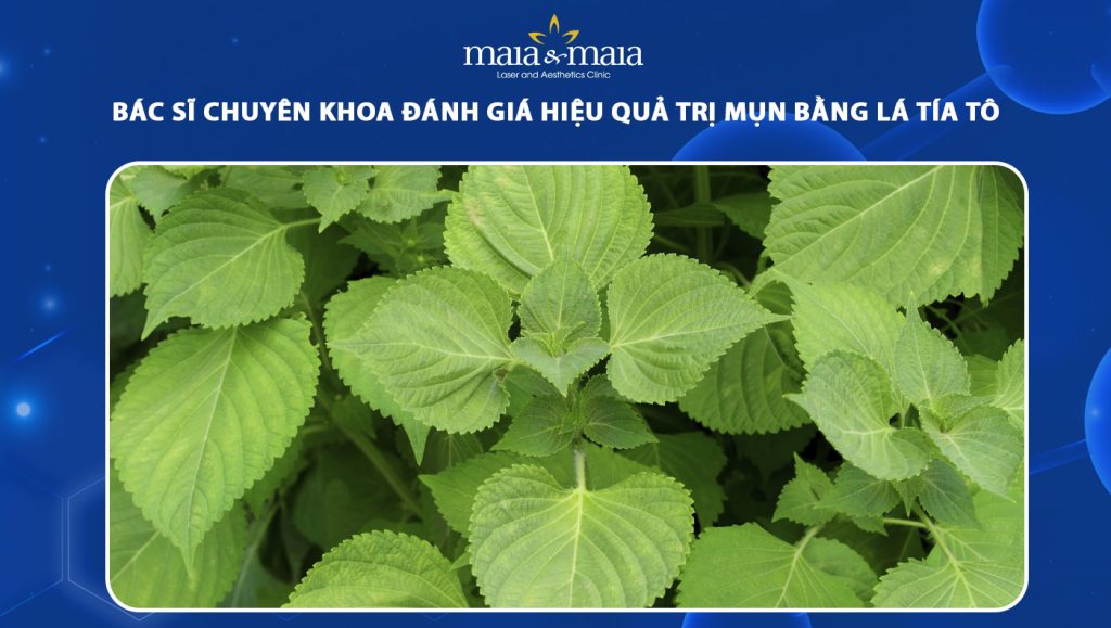 Tổng hợp 6 cách trị mụn bằng lá tía tô đơn giản ngay tại nhà 1 trị mụn bằng lá tía tô