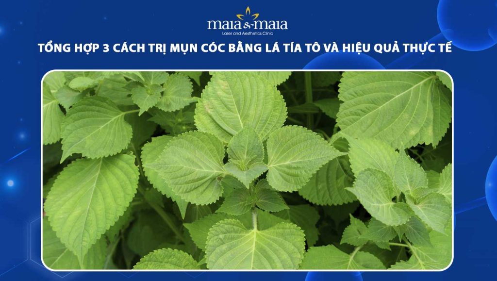 cách trị mụn cóc bằng lá tía tô