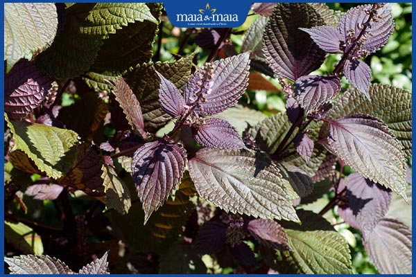 chọn lá tía tô chất lượng