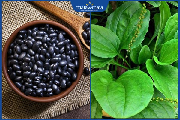 Uống nước đậu đen trị mụn được không? Lưu ý và hiệu quả 3 đậu đen và mã đề