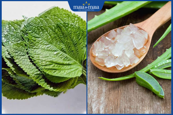 lá tía tô và nha đam